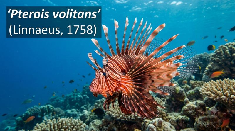 Pterois volitans (Linnaeus, 1758)