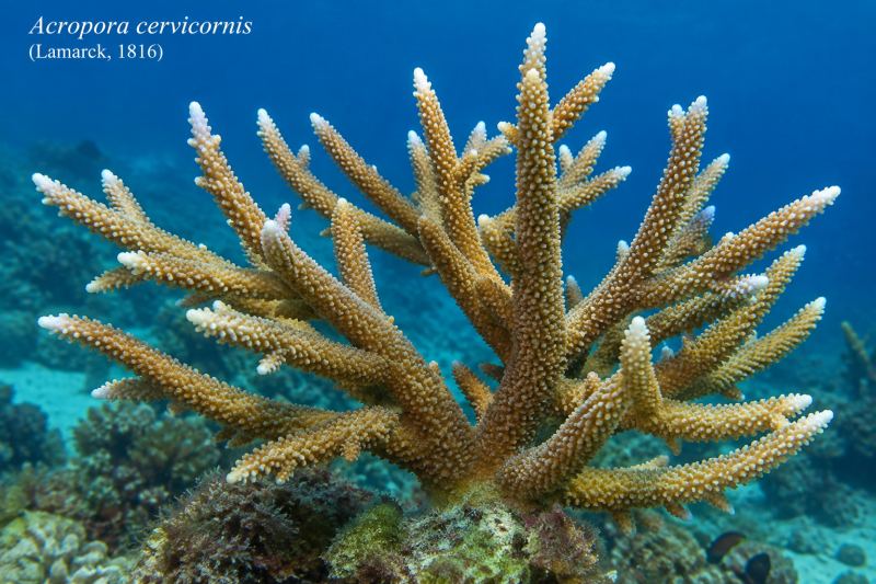 Acropora cervicornis (Lamarck, 1816)