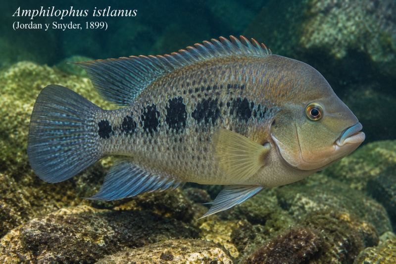 Amphilophus istlanus (Jordan y Snyder, 1899)